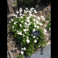 Anemone sylvestris (fam Renonculacees) (Europe, Asie occidentale) (1)